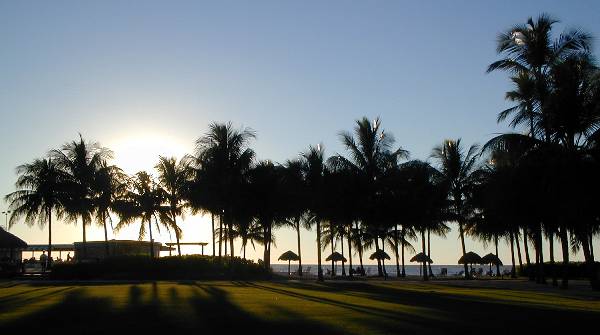picture of palm trees and lawn