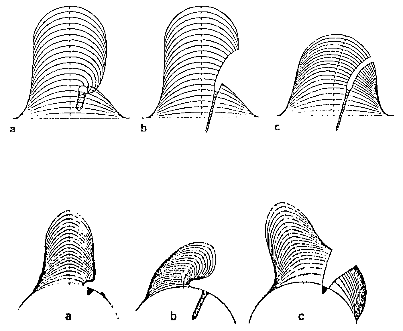 Two rows of three simulated root hairs, a to c, each with an infection thread entering from one side; the hairs bulge or kink near the thread, but the tip keeps growing away from it