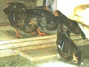 Ducks