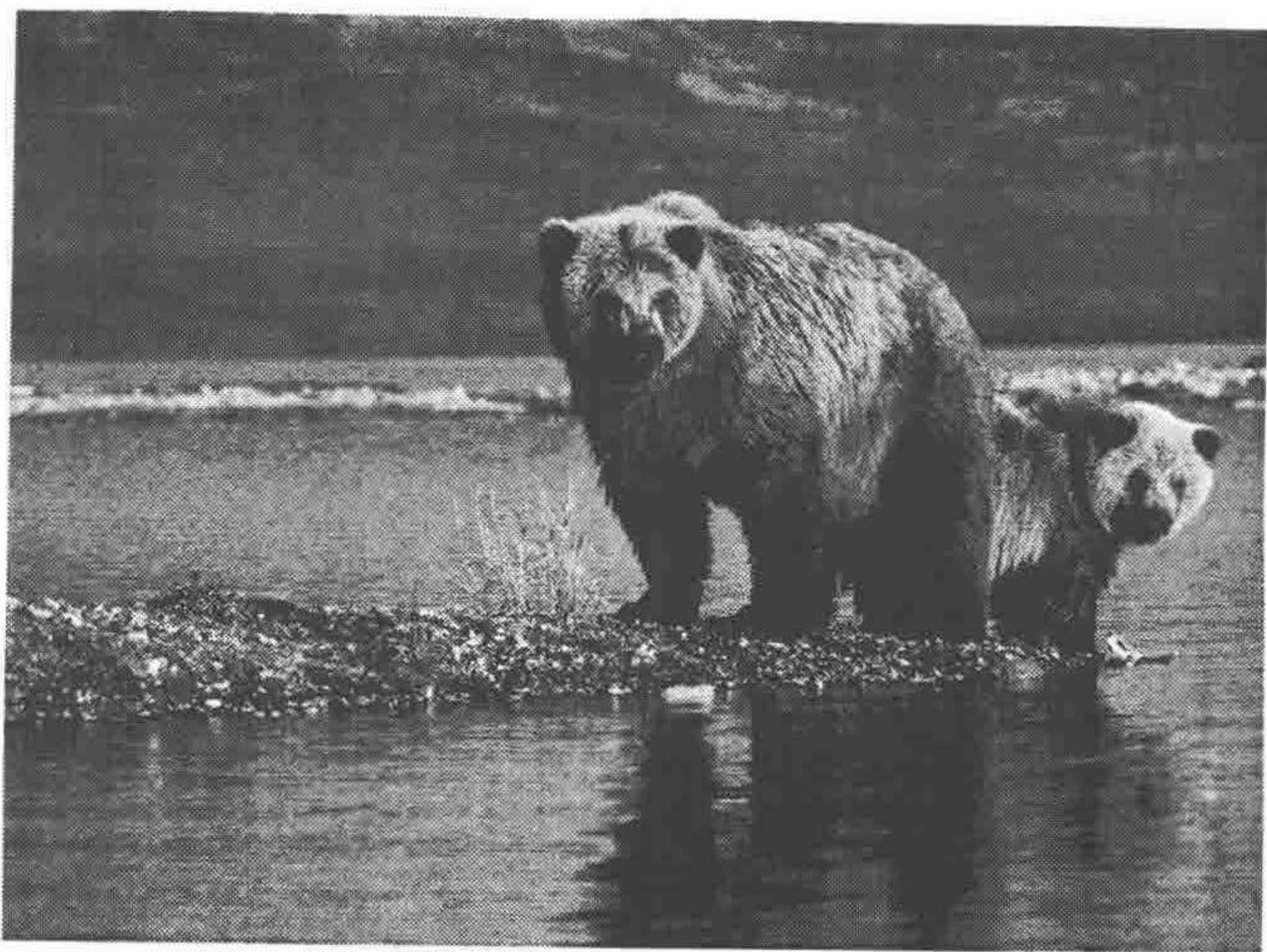 A grayscale photograph of two bears standing by a lake