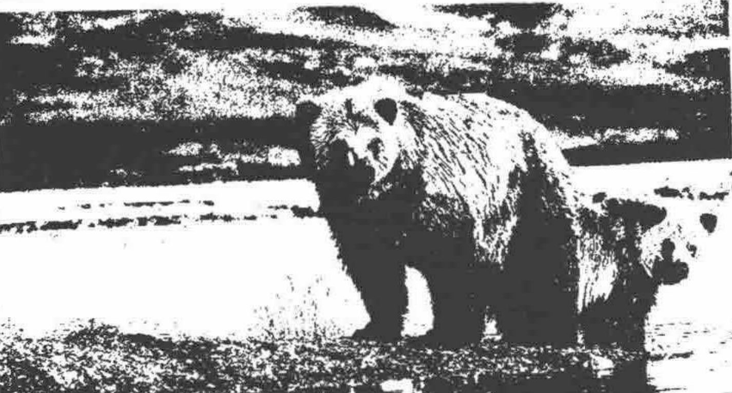 The bears photograph thresholded to black and white