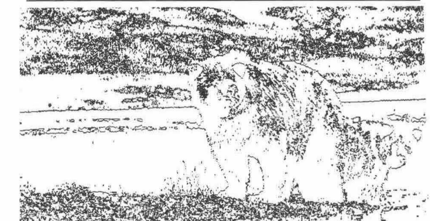 The bears image reduced to edges