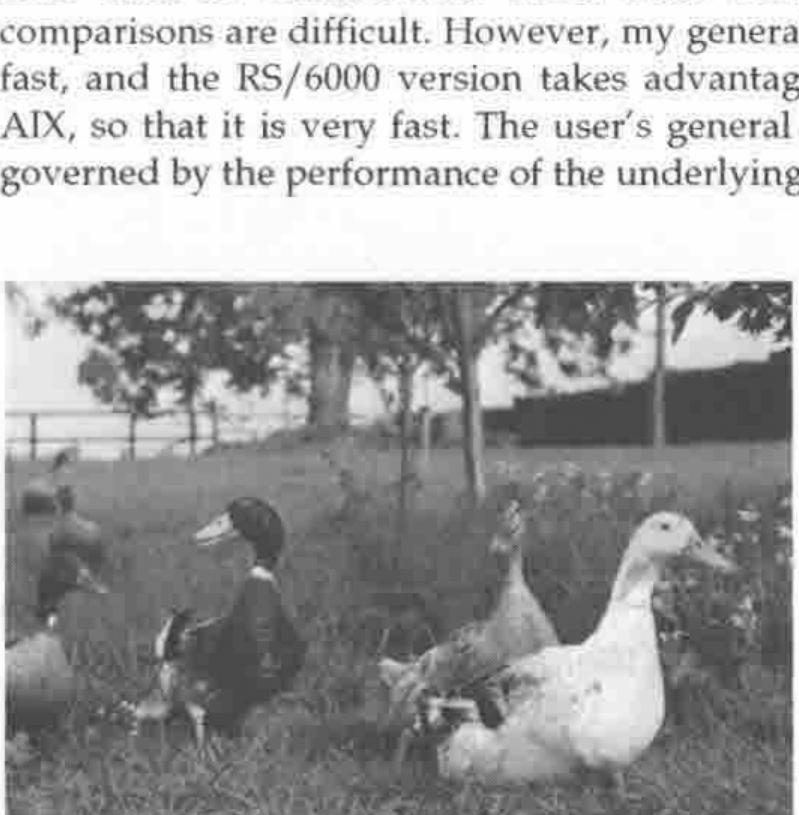 Five ducks on grass under trees