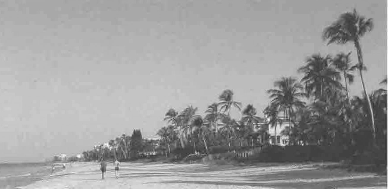 A palm-lined beach with two runners