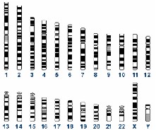 genome